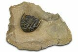 Curled Hollardops Trilobite - Foum Zguid, Morocco #363212-3